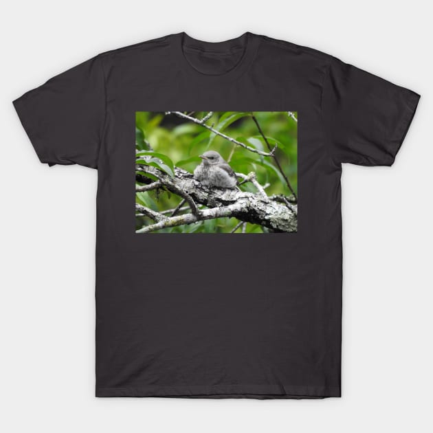 Juvenile Northern Mockingbird T-Shirt by eBirder